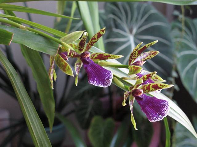 Zygopetalum 'Jumpin Jack'