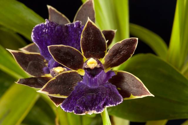 Zygopetalum