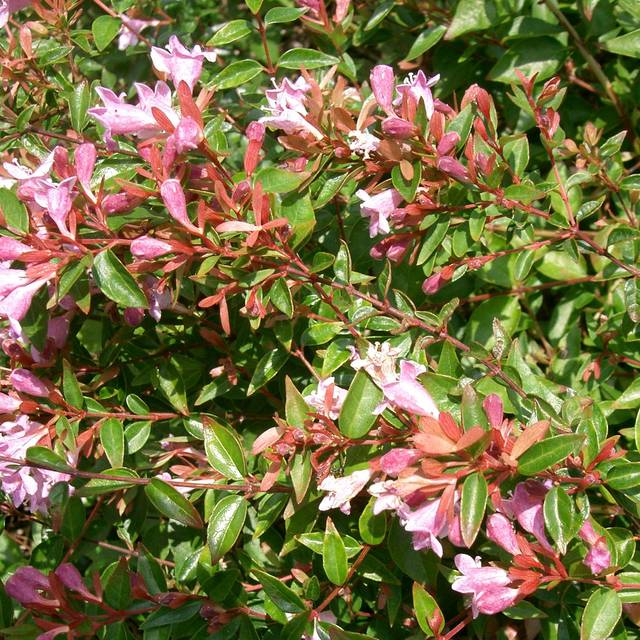 Abelia grandiflora 'Edward Goucher' (KENPEI's photo / wikimedia.org)