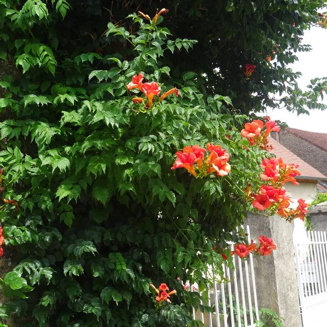 Campsis grandiflora - Bignone (Olive Titus / flickr.com)