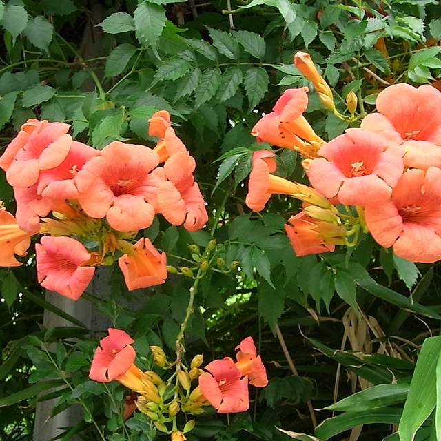 Campsis grandiflora - Bignone (urasimaru / flickr.com)