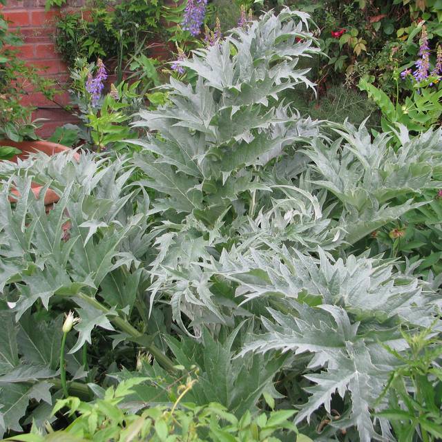 Cardon - Cynara cardunculus (peganum / flickr.com)