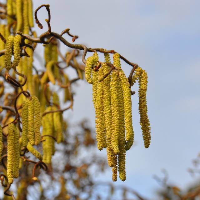 Corylus avellana Contorta - floraison (Lotus Johnson / flickr.com)