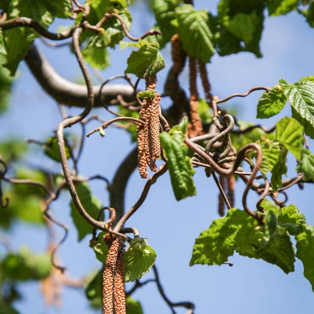 Corylus avellana 'Contorta' (Maja Dumat / flickr.com)