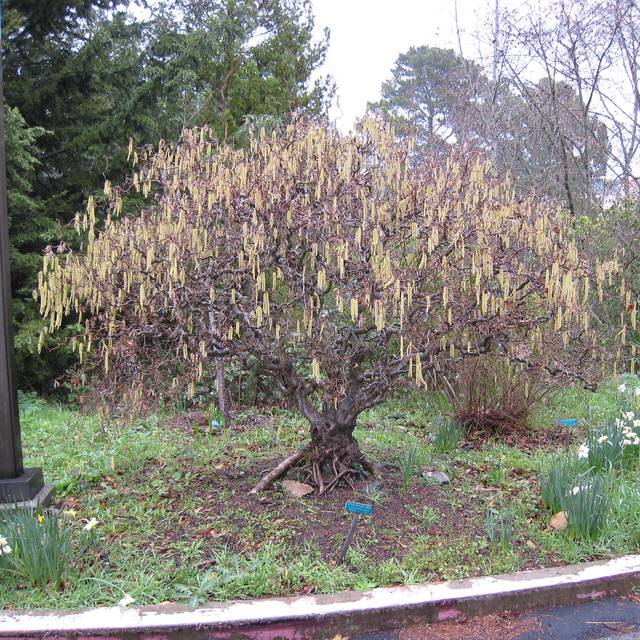 Corylus avellana Contorta - en hiver ( josh s jackson nautical2k / flickr.com)