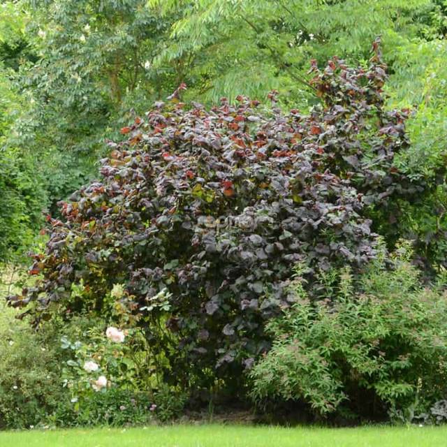 Corylus avellana 'Red Majestic' (Sapho)