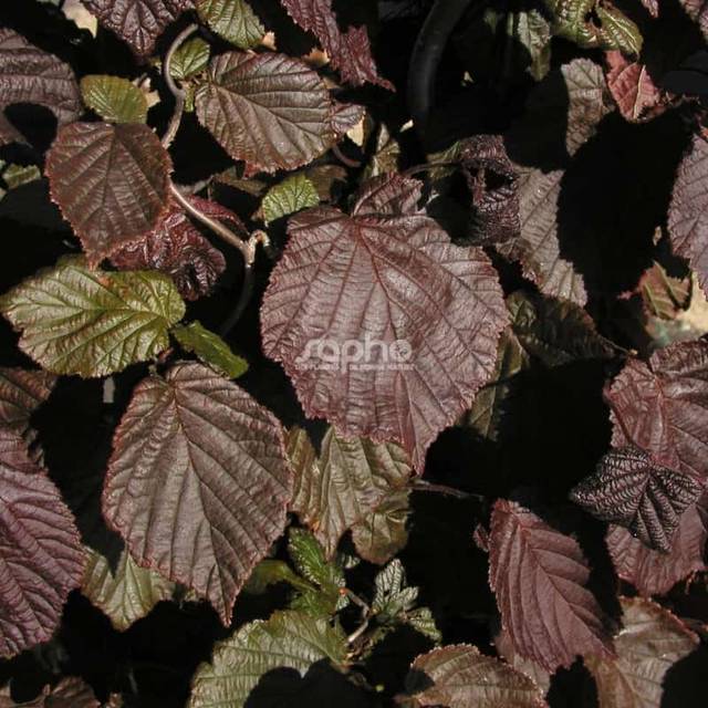 Corylus avellana 'Red Majestic' - feuillage (Sapho)