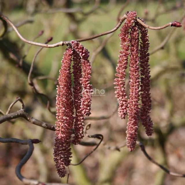 Corylus avellana 'Red Majestic' - floraison (Sapho)