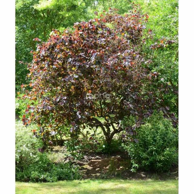 Corylus avellana 'Red Majestic'  (Sapho)