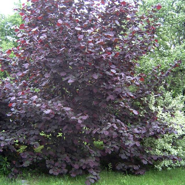 Corylus maxima Purpurea (Marcus Cyron / Wikimedia)