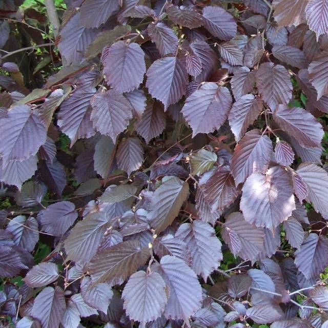 Corylus maxima 'Purpurea' (Jerzy Opio?a / Wikimedia)