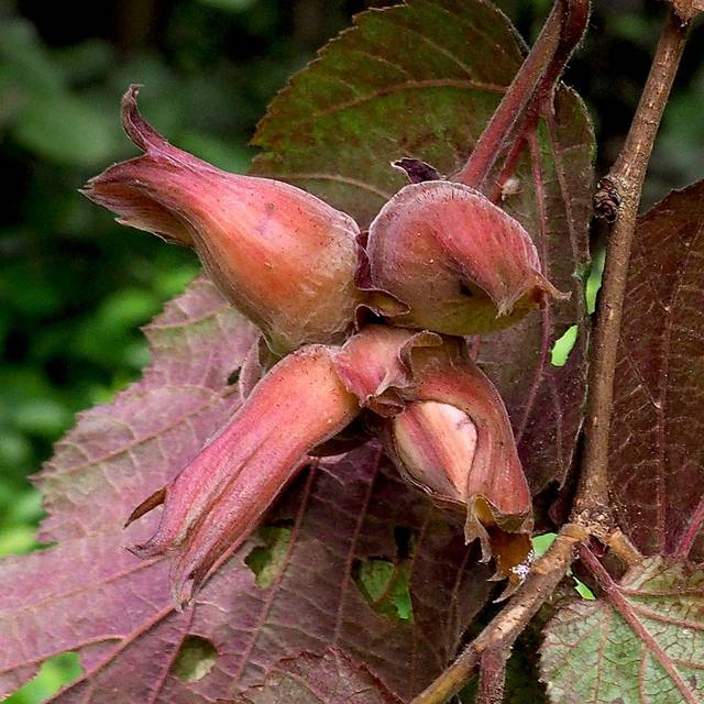 Corylus maxima 'Purpurea' - noisettes (Hladac / Wikimedia)