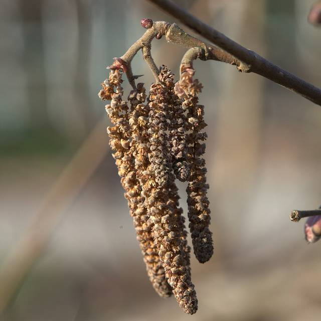 Corylus maxima Purpurea - floraison (Averater / Wikimedia)