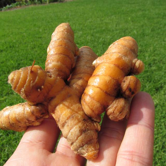 Curcuma longa - racines (Forest and Kim Starr)