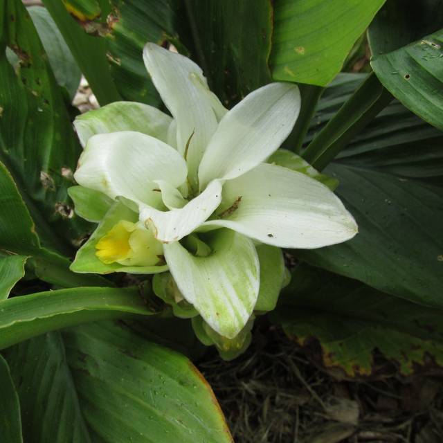 Curcuma longa - fleur (Forest and Kim Starr / flickr.com)
