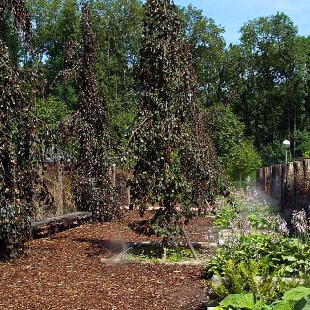 Fagus sylvatica 'Purpurea Pendula' (Brigitte Rieser / flickr.com)