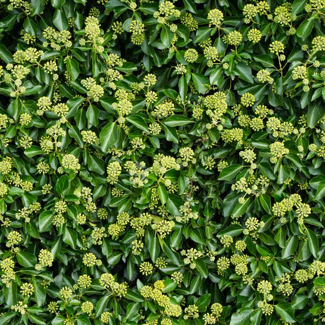 Hedera hibernica (Graham King / Adobe Stock)