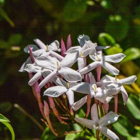 JASMINUM officinale, jasmin officinal vrai, été - Pépinière du Penthièvre