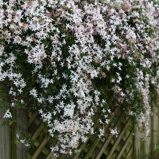 Jasmin officinal (Jim Evans / Wikimedia)