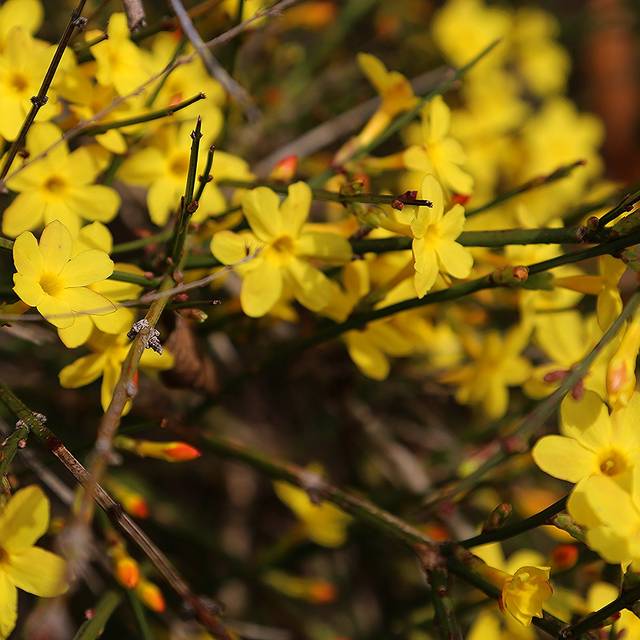 Jasmin d'hiver - Jasminum nudiflorum (JR P / flickr.com)