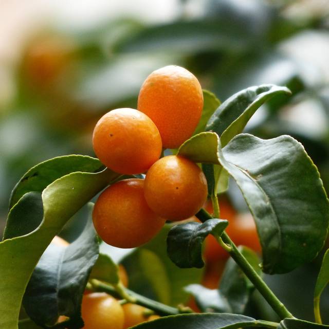 Kumquat - fruits dans l'arbre (Hans / PIixabay)