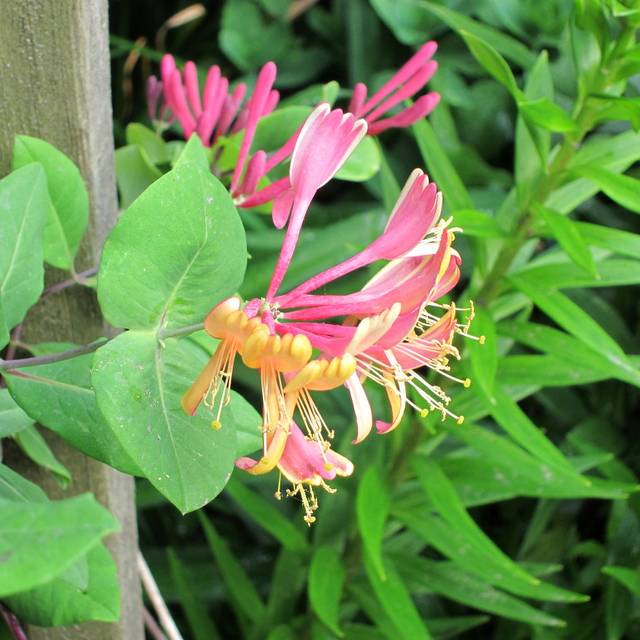 Chèvrefeuille Goldflame (cultivar413 / flickr.com)