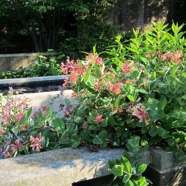 Chèvrefeuille Goldflame (cultivar413 / flickr.com)