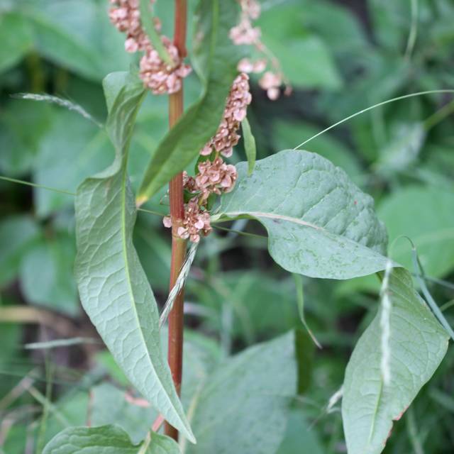 Oseille épinard - Rumex patientia (Andrey Zharkikh / flickr.com)