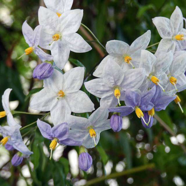 Solanum jasminoides (DEZALB / pixabay.com)