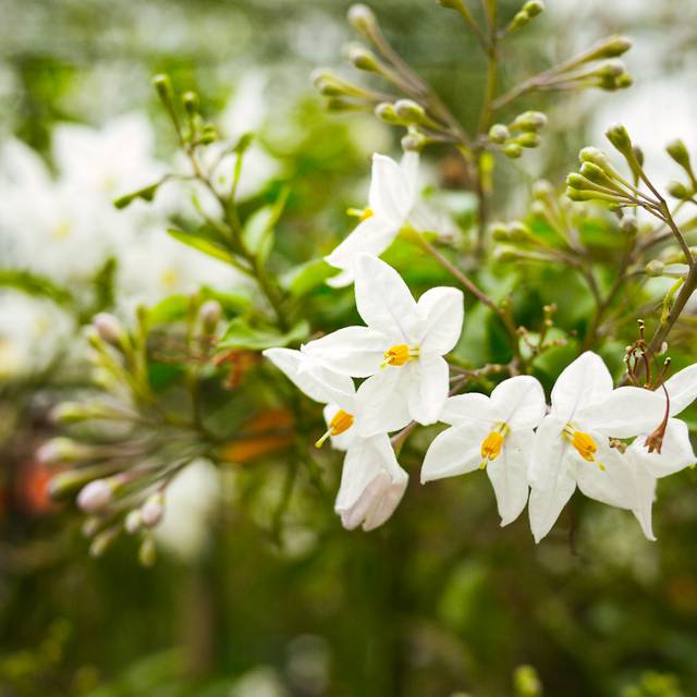 Solanum jasminoides à fleurs blanches (Jaypeg / flickr.com)