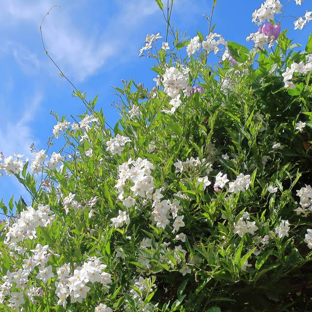 Solanum jasminoides à fleurs blanches (cultivar413 / flickr.com)