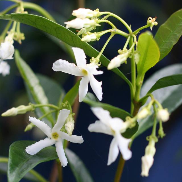 Trachelospermum jasminoides (Ian Turk / flickr.com)