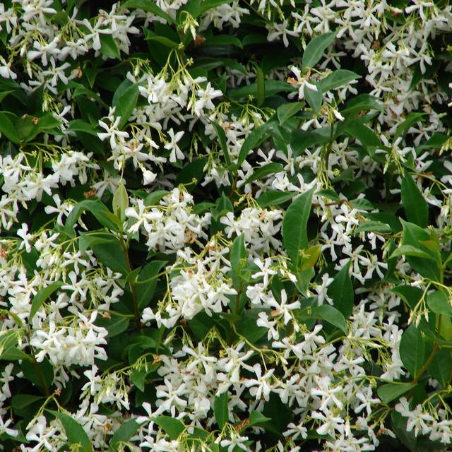 Trachelospermum jasminoides (Forest and Kim Starr / flickr.com)