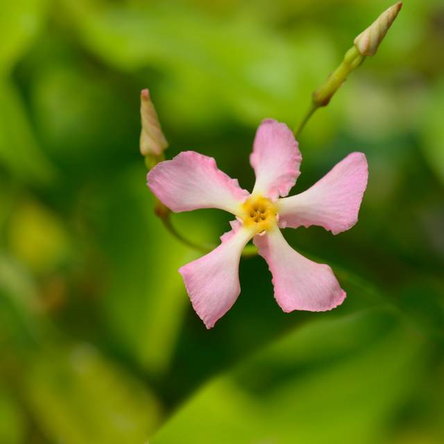 Trachelospermum jasminoides à fleurs roses (nahhan / Adobe Stock)