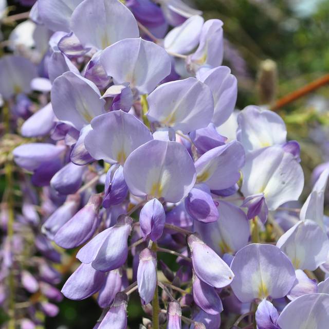 Wisteria sinensis - Glycine bleue (Josep Gesti / flickr.com)