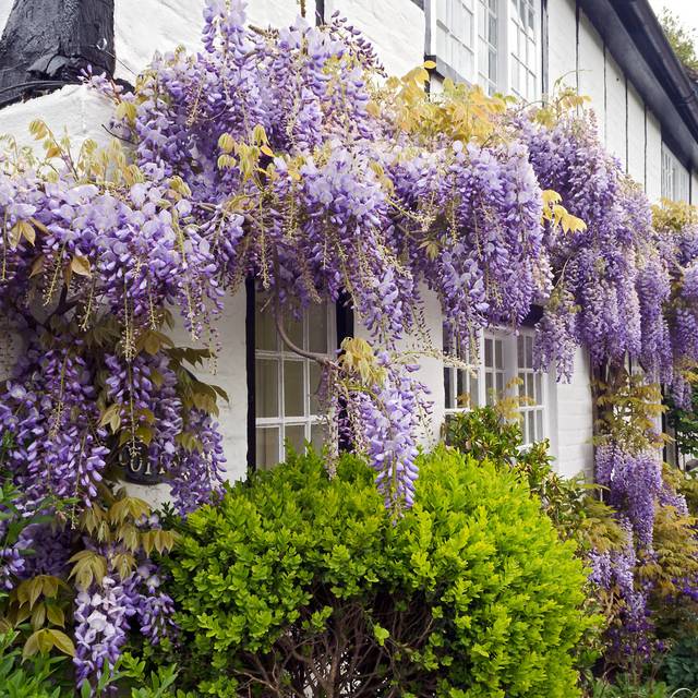 Wisteria sinensis (ukgardenphotos / flickr.com)