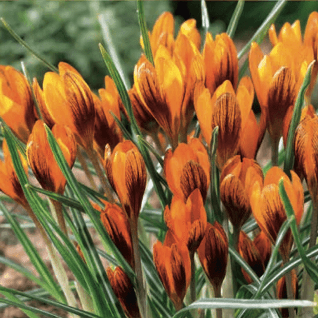 Crocus 'Orange Monarch'