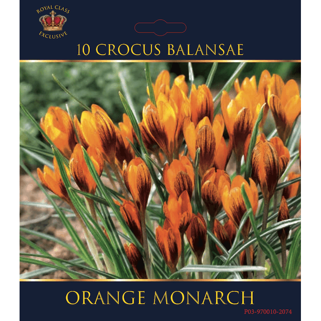 Crocus 'Orange Monarch' (filet)