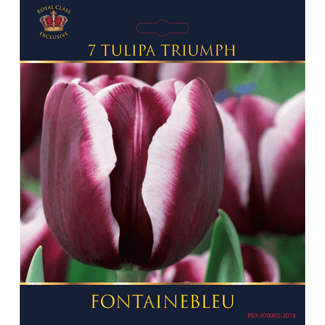 Tulipe Fontainebleau (filet)