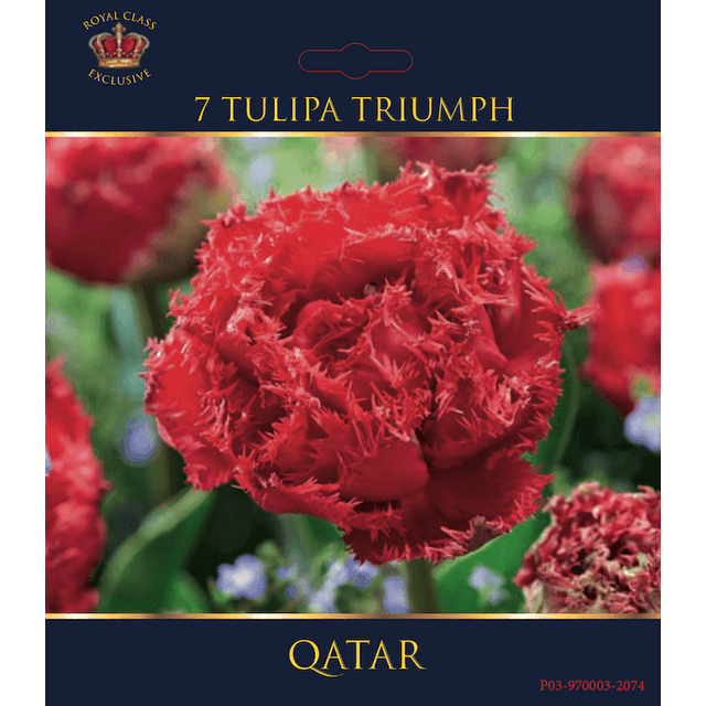 Tulipe Qatar (filet)