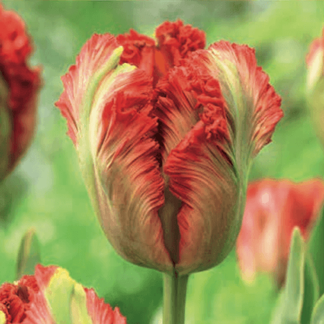 Tulipe Exotic Parrot 