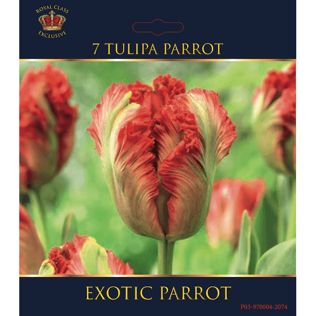 Tulipe Exotic Parrot (filet)
