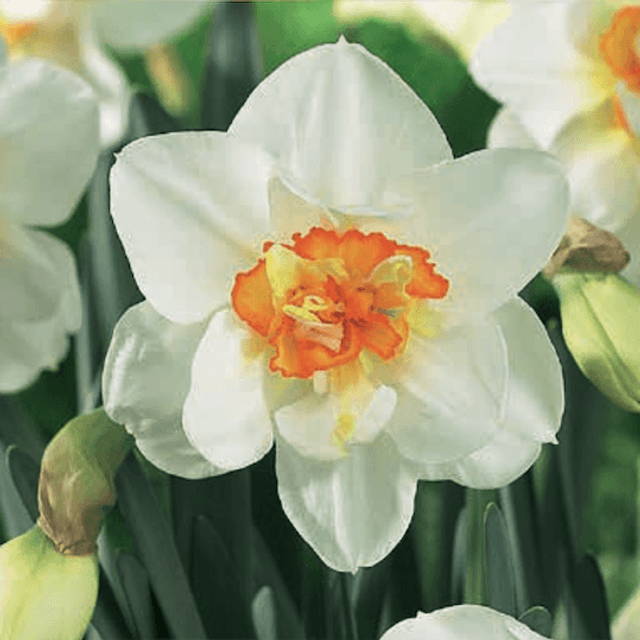 Narcisses Flower Drift