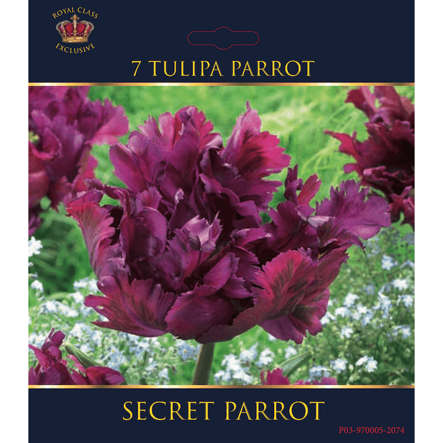 Tulipe Secret Parrot (filet)
