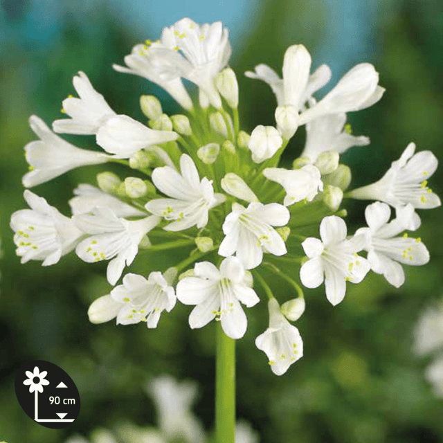 Agapanthe blanche - le rhizome