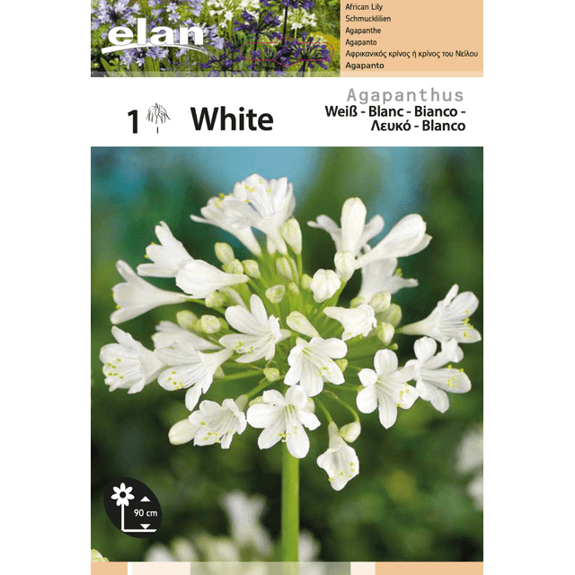 Agapanthe blanche - le rhizome (filet)