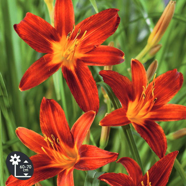 Hémérocalle rouge - le rhizome