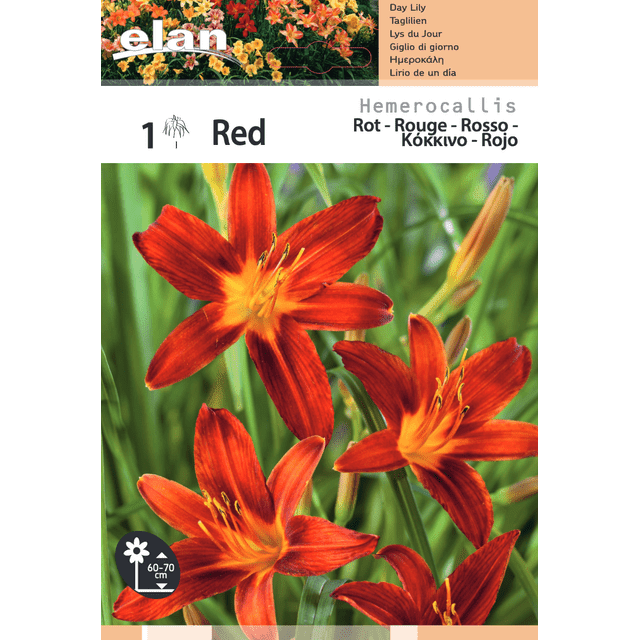 Hémérocalle rouge - le rhizome (filet)