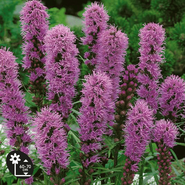 Plume du kansas (Liastris spicata) - lot de 10