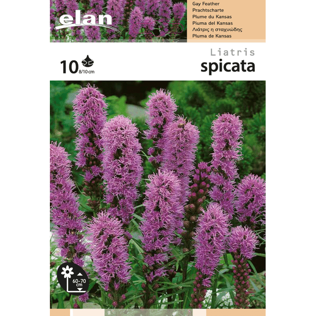 Plume du kansas (Liastris spicata) - lot de 10 (filet)